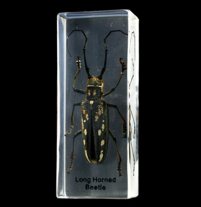 Long Horn Beetle in Acrylic - Paxton Gate