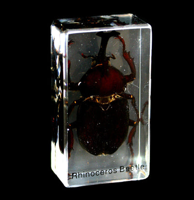 Rhinoceros Beetle In Acrylic - Paxton Gate
