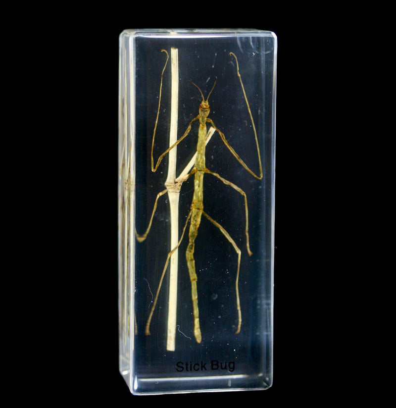 Stick Bug In Acrylic - Paxton Gate
