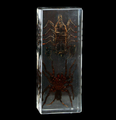 Tarantula vs Scorpion in Acrylic - Paxton Gate