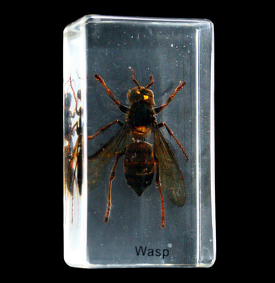 Wasp In Acrylic - Paxton Gate