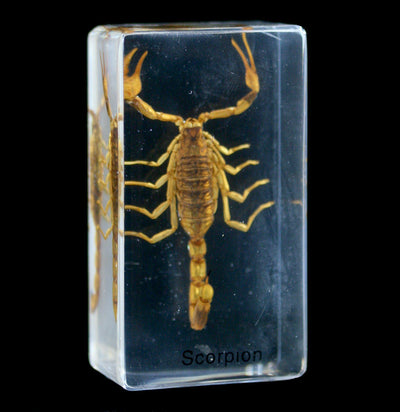 Golden Scorpion Acrylic Paperweight - Paxton Gate