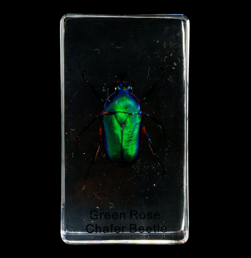 Green Rose Chafer Beetle In Acrylic - Paxton Gate
