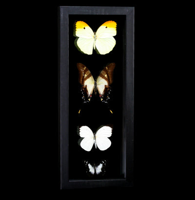 Four Double Glass Framed Mixed Butterflies - Paxton Gate