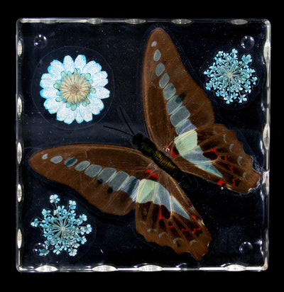 Common Blue Bottle Butterfly Square Coaster - Paxton Gate