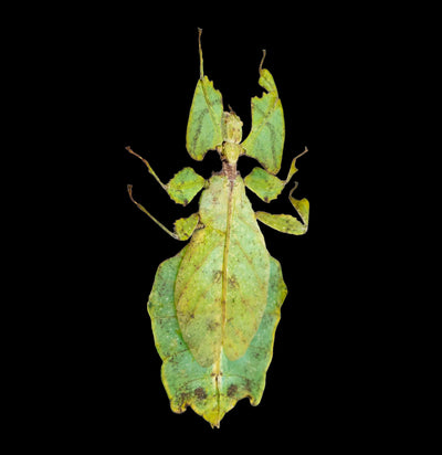 Loose Spread Phyllium Pulchrifolium Green Leaf Bug - Paxton Gate