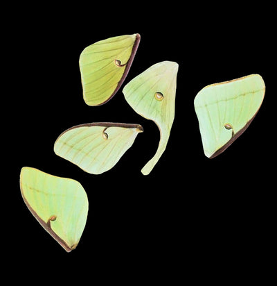 Actias Luna Moth Loose Crafting Wings - Paxton Gate