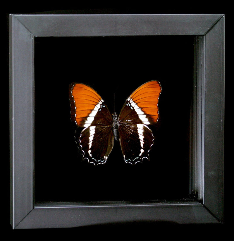 Double Glass Framed Siproeta Eqaphus Butterfly - Paxton Gate