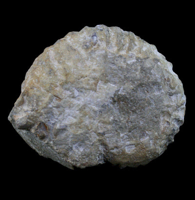 Large Raw Ammonite - Paxton Gate
