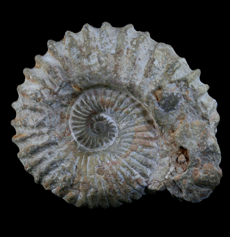 Large Raw Ammonite - Paxton Gate