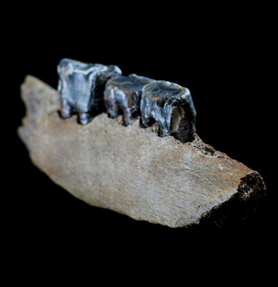 Fossilized Bison Jaw - Paxton Gate