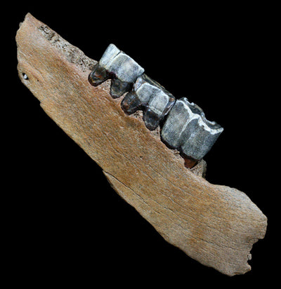 Fossilized Bison Jaw - Paxton Gate