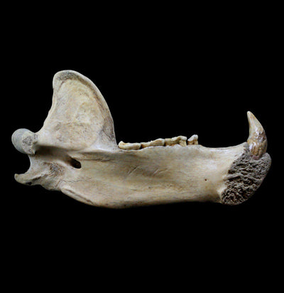 Large fossilized Cave Bear Lower Jaw - Paxton Gate