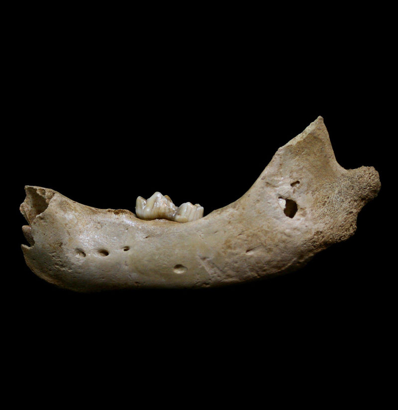 Fossilized Juvenile Cave Bear Lower Jaw - Paxton Gate