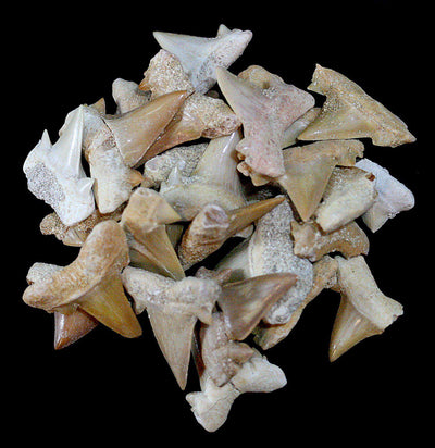 Small Otodus Obliquus Fossil Shark Teeth - Paxton Gate
