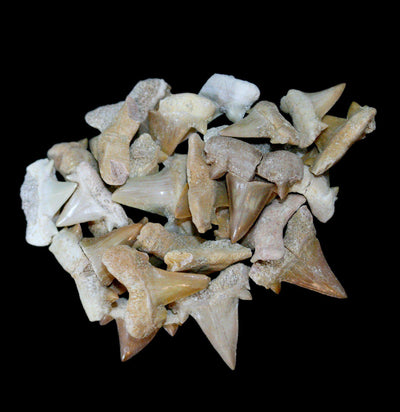 Small Otodus Obliquus Fossil Shark Teeth - Paxton Gate