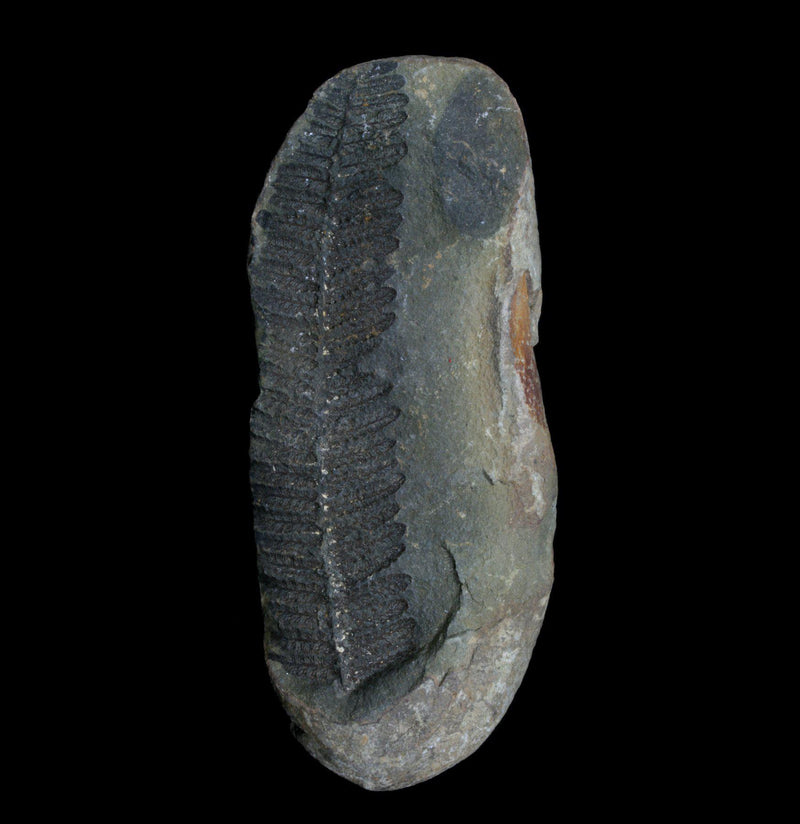 Fossilized Fern Specimen - Paxton Gate