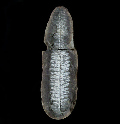 Fossilized Fern Specimen - Paxton Gate