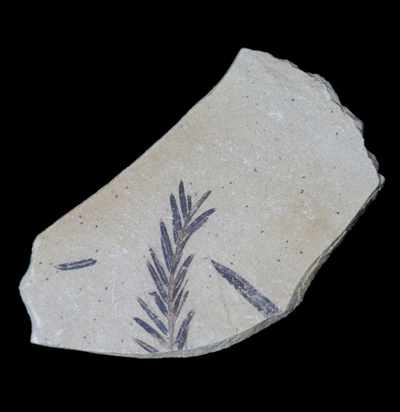 Metasequoia Redwood Leaf Fossil - Paxton Gate