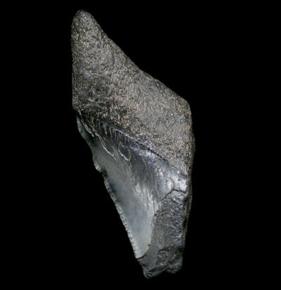 Partial Megalodon Tooth - Paxton Gate