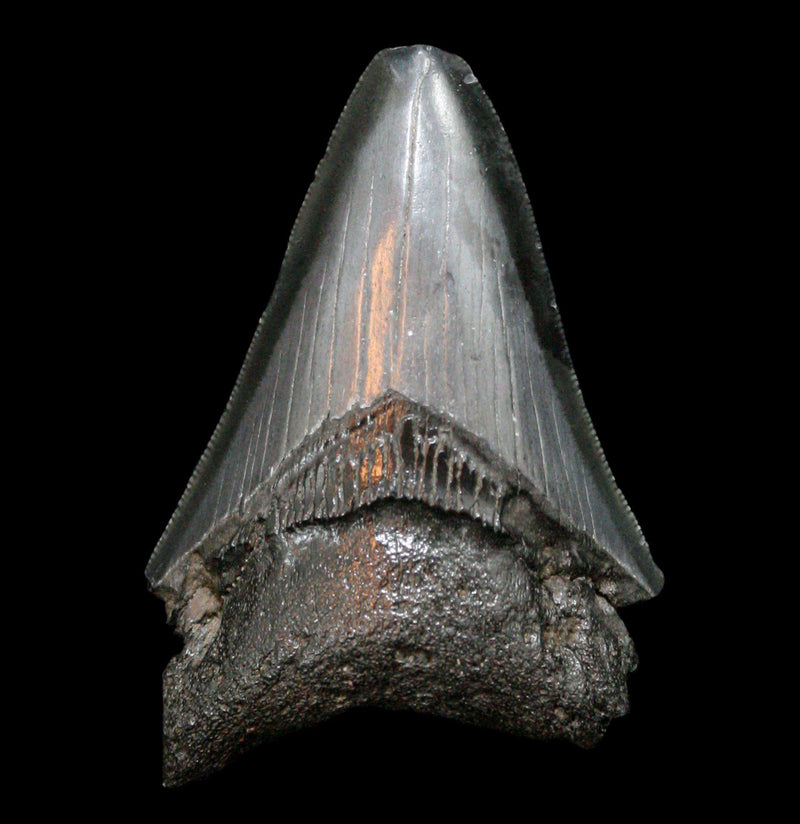 3"- 4" Inch Megalodon Teeth - Paxton Gate