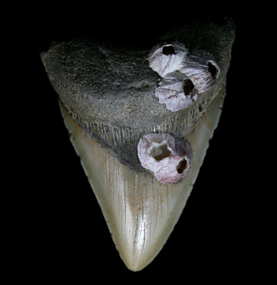 Megalodon Tooth With Barnacles Specimen D - Paxton Gate