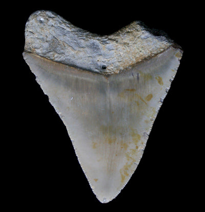 Megalodon Tooth With Barnacles Specimen B - Paxton Gate
