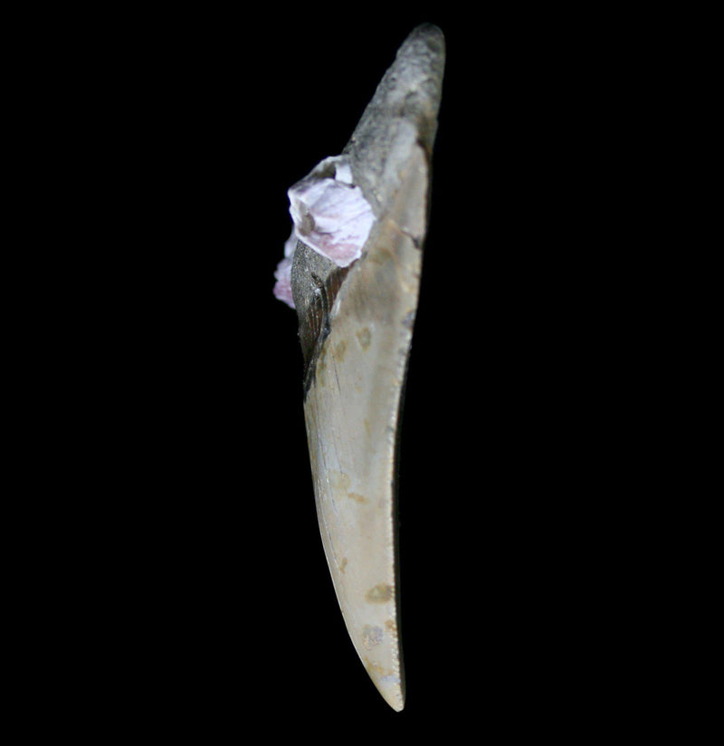 Megalodon Tooth With Barnacles Specimen B - Paxton Gate