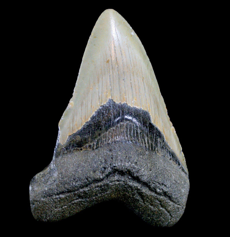 3"- 4" Inch Megalodon Teeth - Paxton Gate
