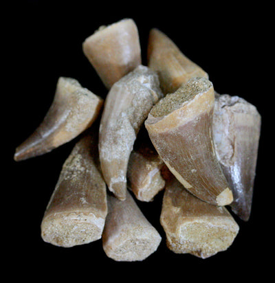 Mosasaur Fossil Tooth Point - Paxton Gate