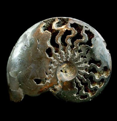 Pyritized Ammonite - Paxton Gate
