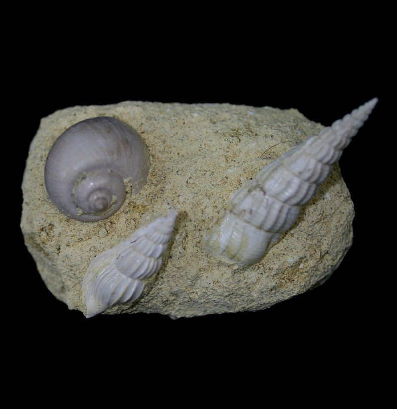 Fossil Gastropods In Reconstructed Matrix - Paxton Gate