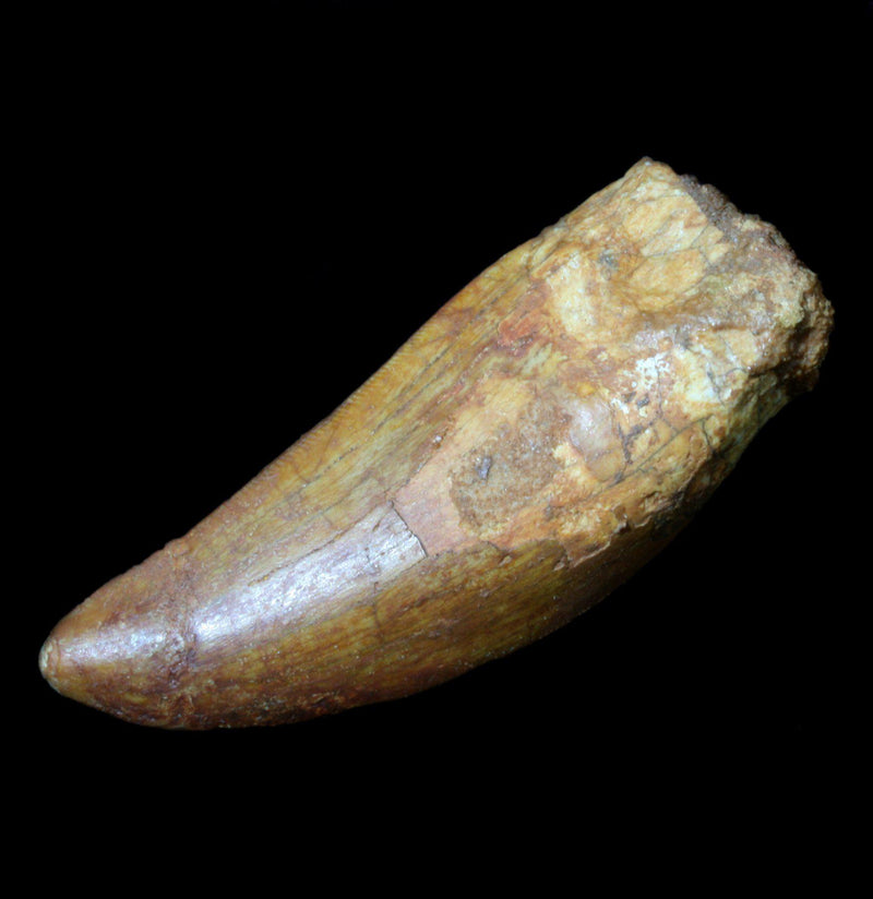 Carcharodontosaurus Tooth - Paxton Gate