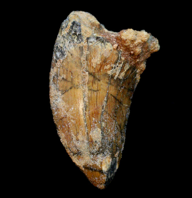 Carcharodontosaurus Tooth - Paxton Gate