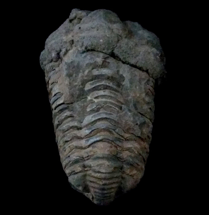 Trilobite Flexicalymene Fossil - Paxton Gate