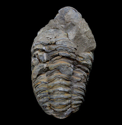 Trilobite Flexicalymene Fossil - Paxton Gate