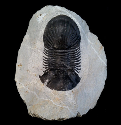 Fossil Trilobite Paralajurus in Matrix - Paxton Gate