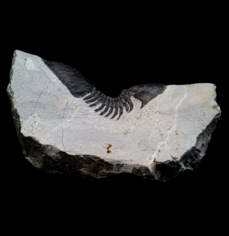 Fossil Trilobite Paralajurus in Matrix - Paxton Gate