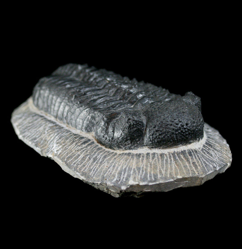 Trilobite Drotops Megalomaicus Fossil - Paxton Gate