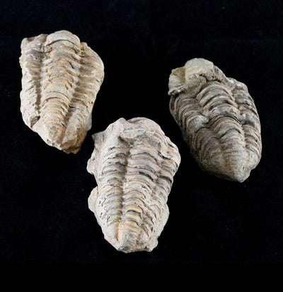 Rough Trilobite Fossil - Paxton Gate