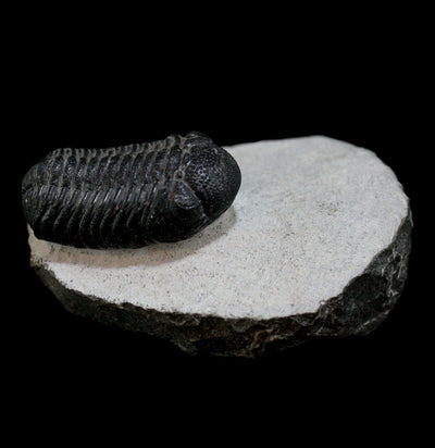 Trilobite Phacops Fossil - Paxton Gate