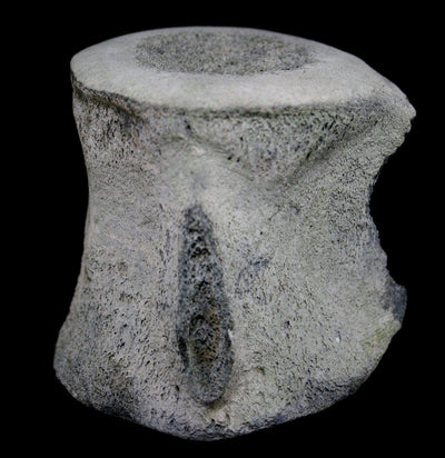 Large Fossilized Whale Vertebrae - Paxton Gate
