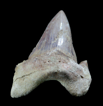 Otodus Obliquus Fossil Shark Tooth - Paxton Gate