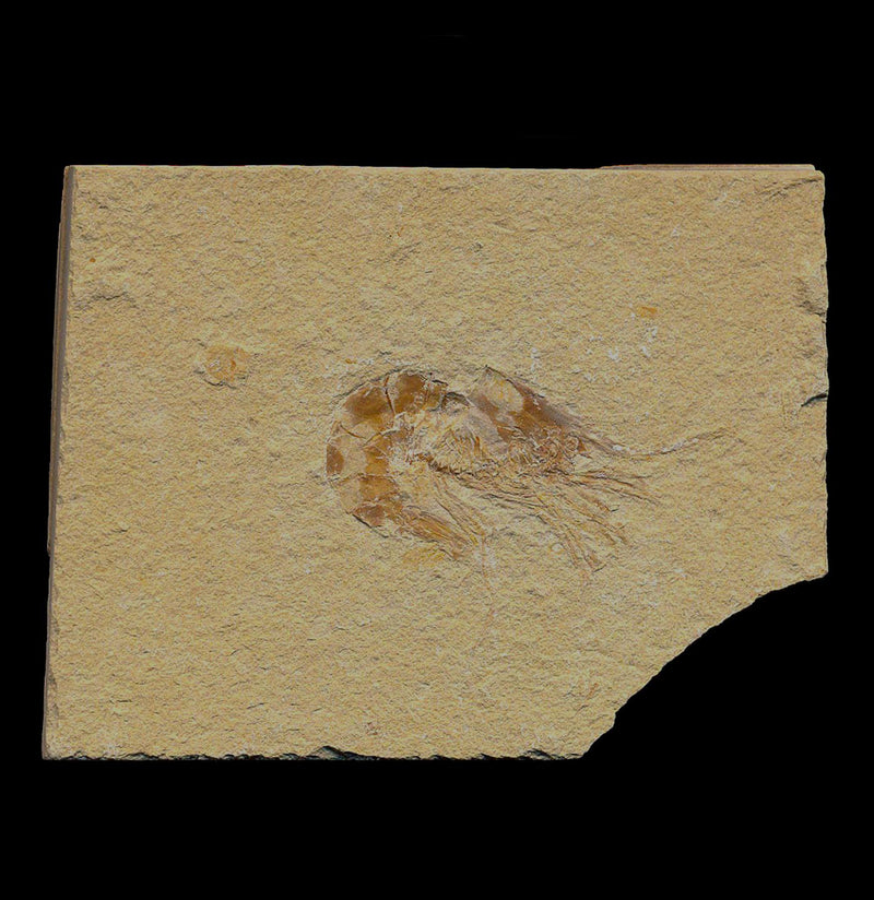 Fossil Shrimp - Paxton Gate