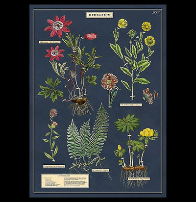 Herbarium Poster Wrap - Paxton Gate