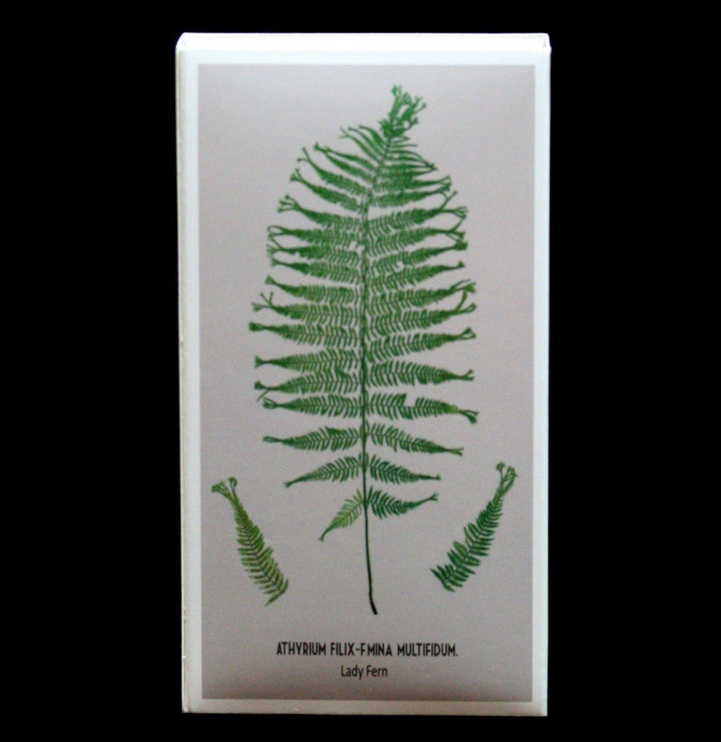 Male And Female Fern Matches - Paxton Gate