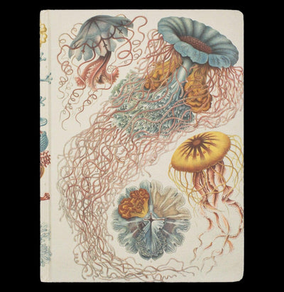 Haeckel Jellyfish Hardcover Line and Grid Notebook - Paxton Gate