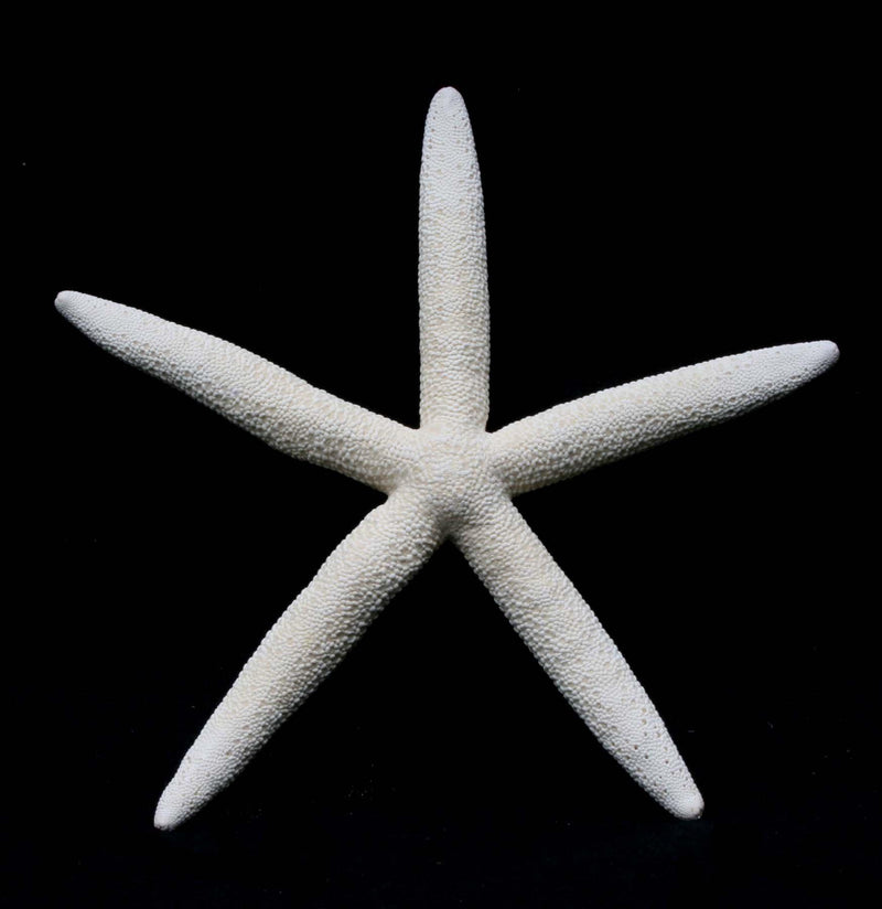 White Finger Starfish - Paxton Gate