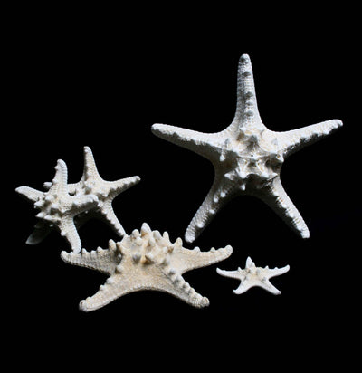 Knobby Starfish - Paxton Gate