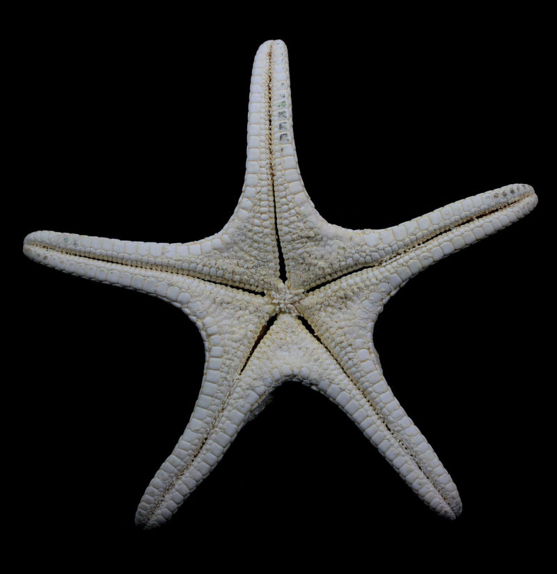 Knobby Starfish - Paxton Gate
